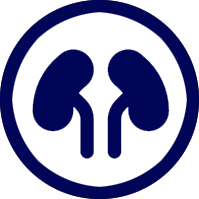 kidneys